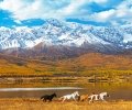 golden_altai00008.jpg