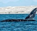 gray-whales (6).jpg