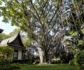 Chiva-Som-Banyan-Tree.jpg