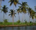 zolotoi-kerala (1).jpg